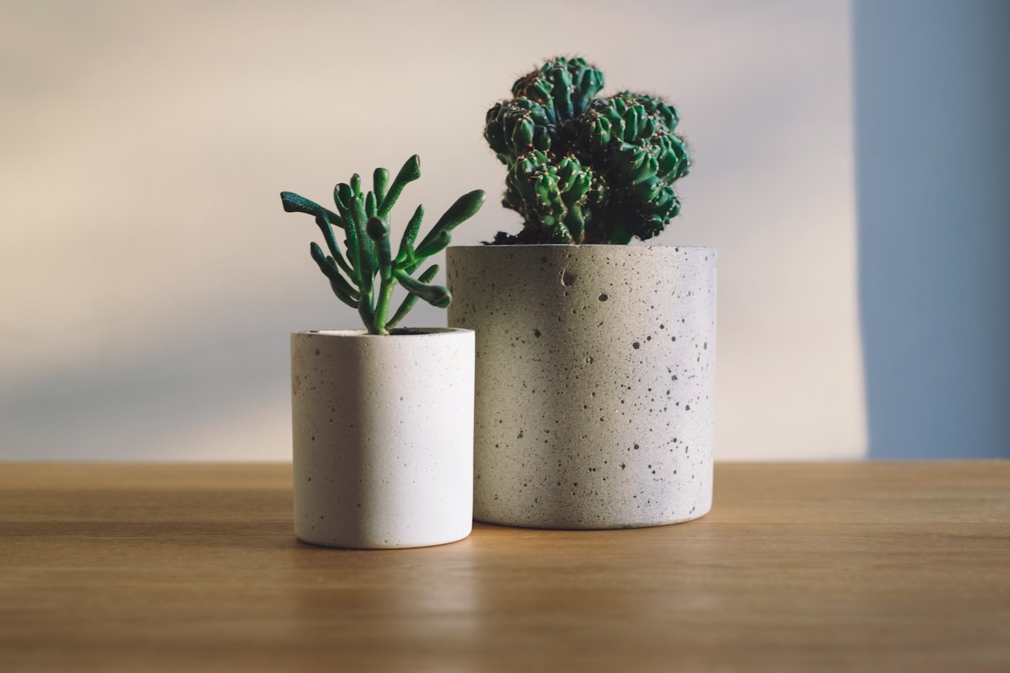 5 Tips for Choosing the Perfect Garden Plants