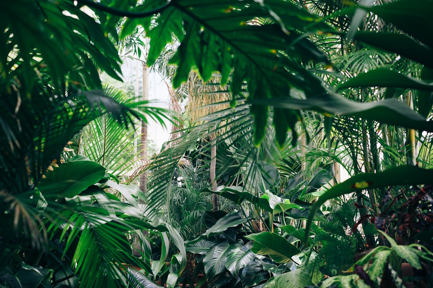 How to Care for Indoor Plants: A Beginner’s Guide