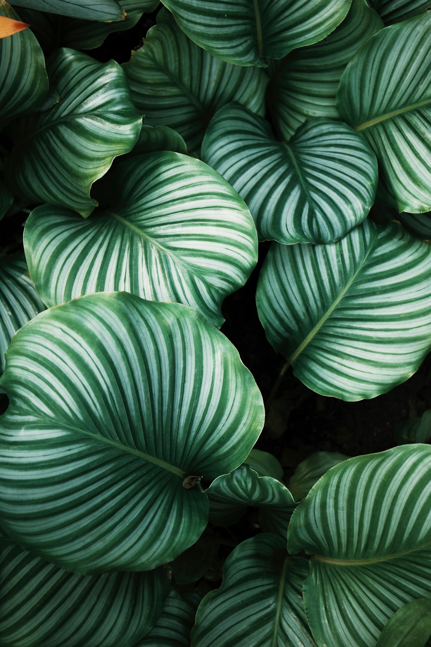The Top Gardening Tools Every Enthusiast Needs