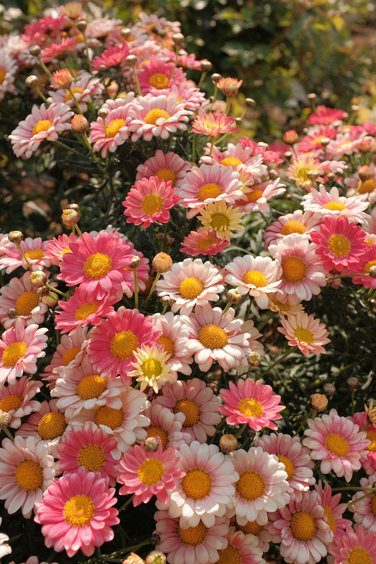 Designing an Outdoor Oasis: Ideas for Your Space