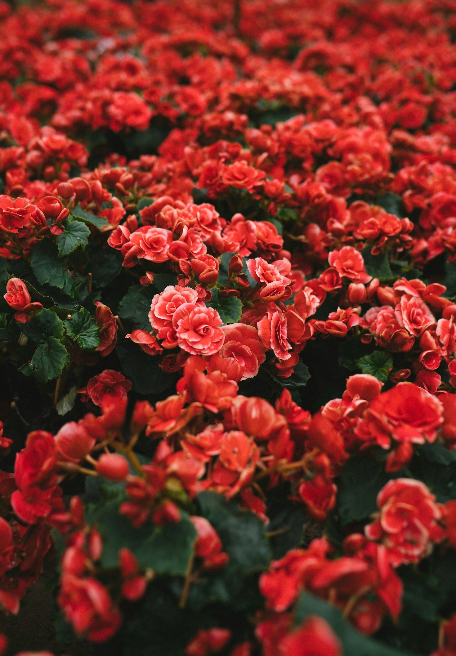 Seasonal Plant Care Tips for Thriving Gardens